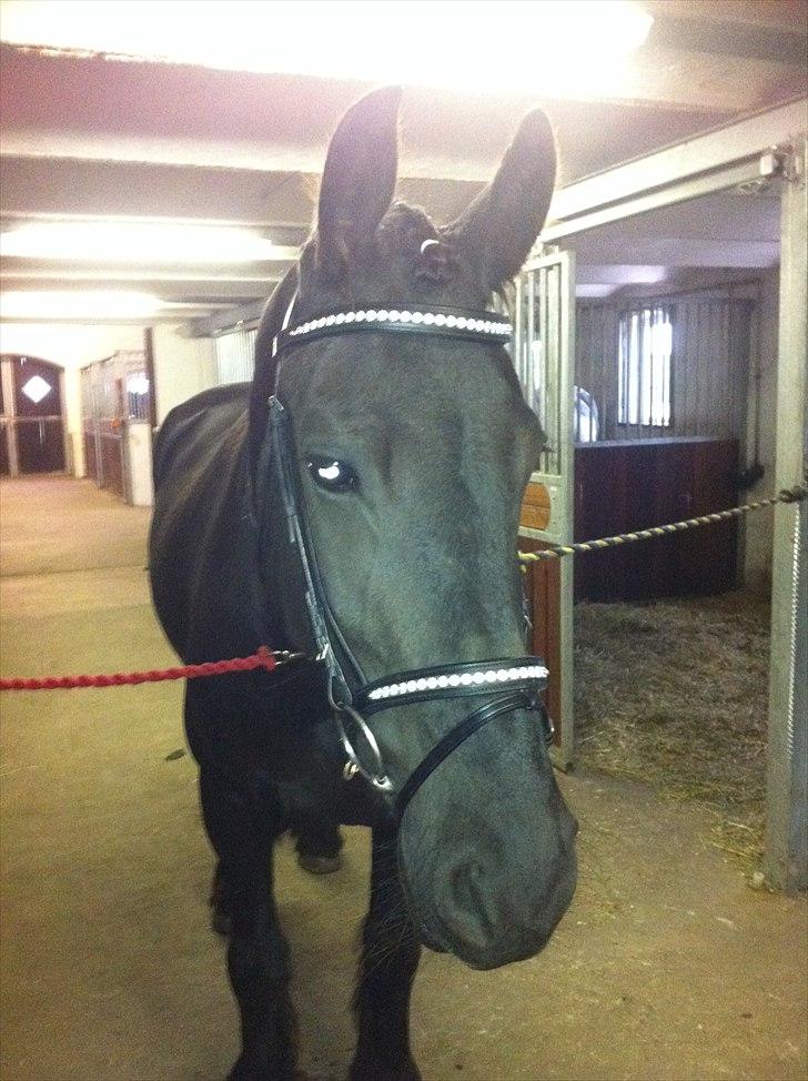 Frieser WHISPER GIRL <3 * solgt og savnet * billede 8