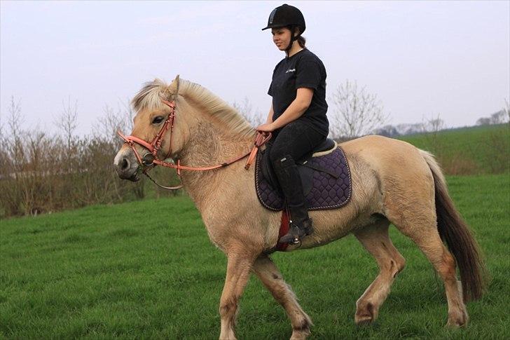 Fjordhest PUK<3 -Frygtløs den frygtsomme pony- billede 11