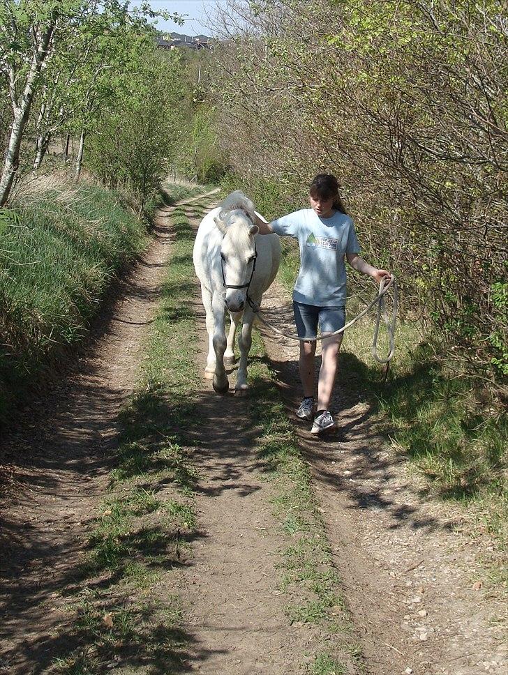 Welsh Pony (sec B) Kruchovs Dondey billede 20