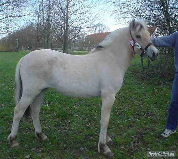 Fjordhest Hirse Stanstorp (tidl. passer) - hirse som 1 års :D billede taget af stutteriet ;b billede 3