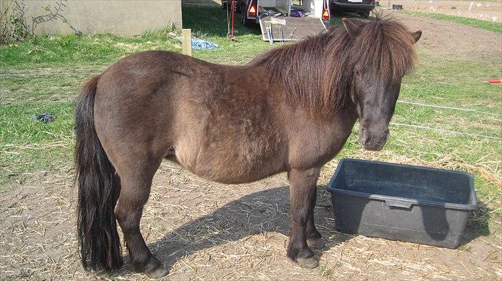 Shetlænder Beauty billede 4