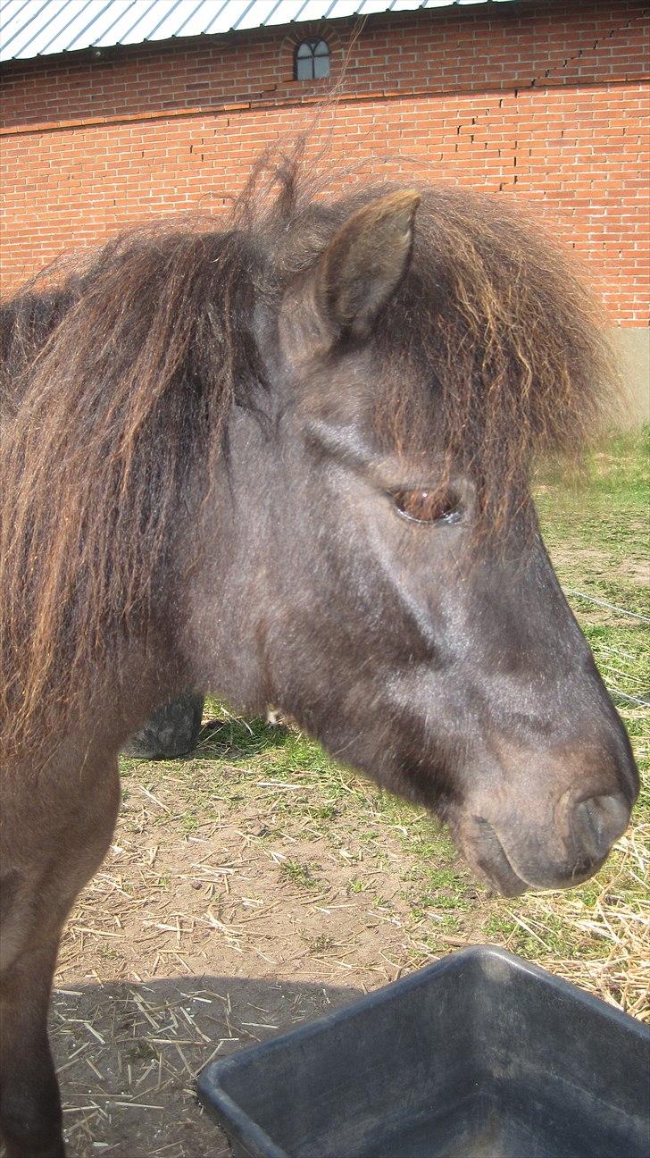 Shetlænder Beauty billede 5