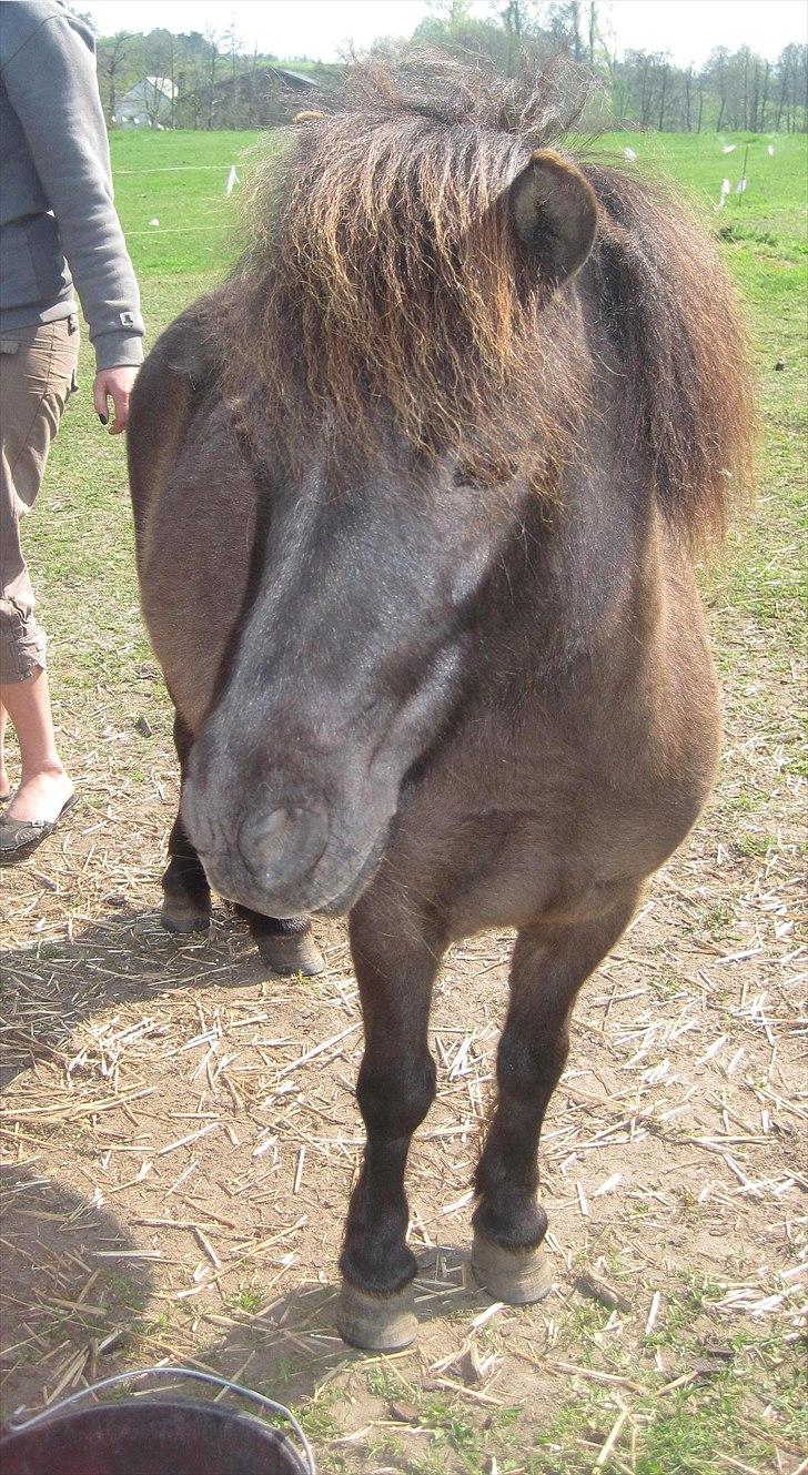 Shetlænder Beauty billede 6