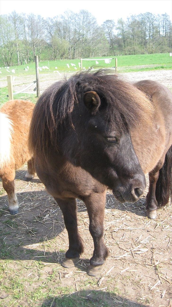 Shetlænder Beauty billede 7