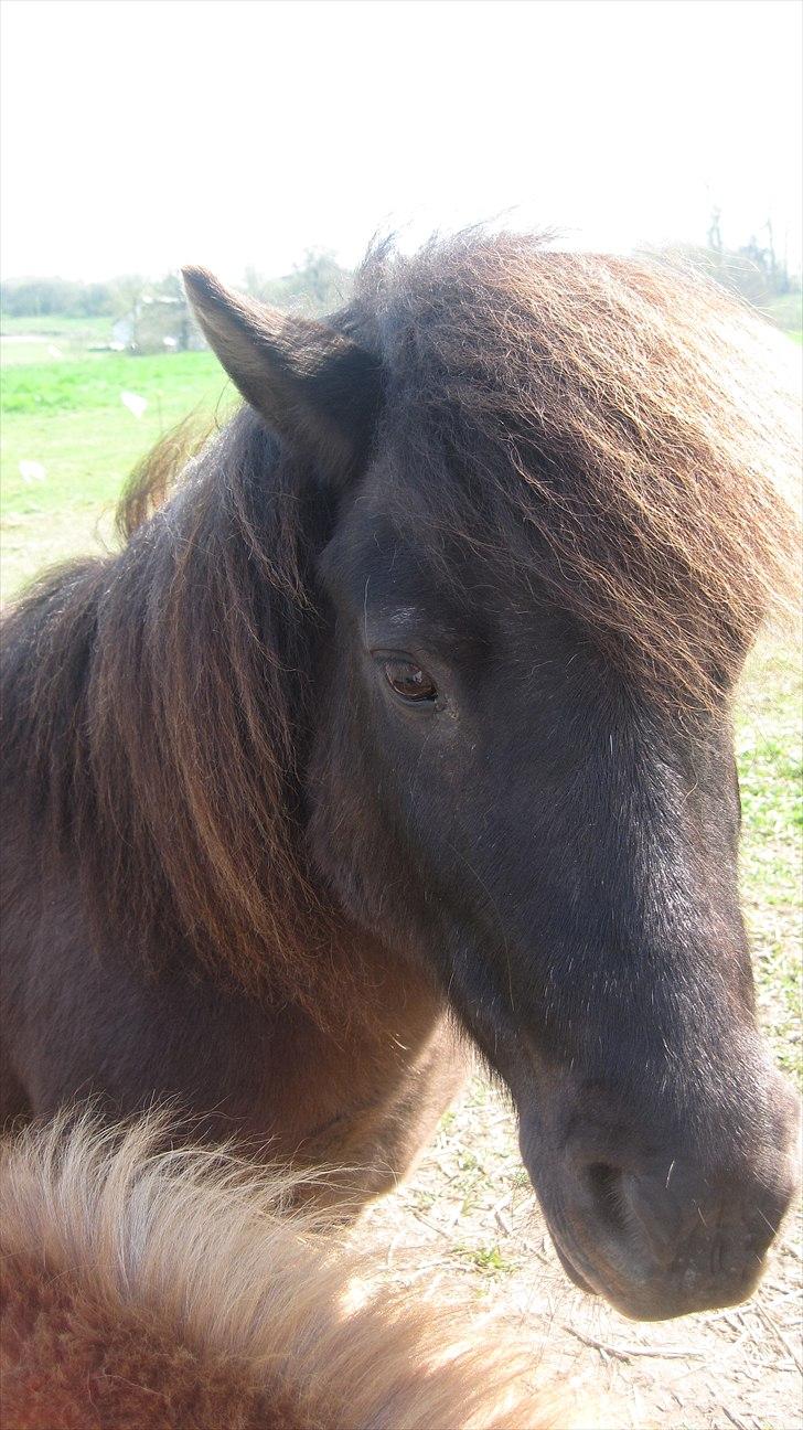 Shetlænder Beauty billede 8