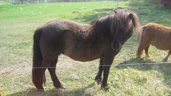 Shetlænder Beauty billede 9