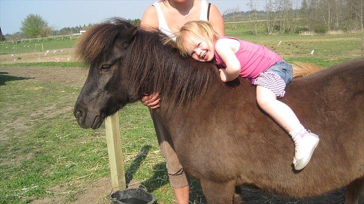 Shetlænder Beauty - dette billede er taget ca. 4 uger efter vi har fået Beauty billede 10
