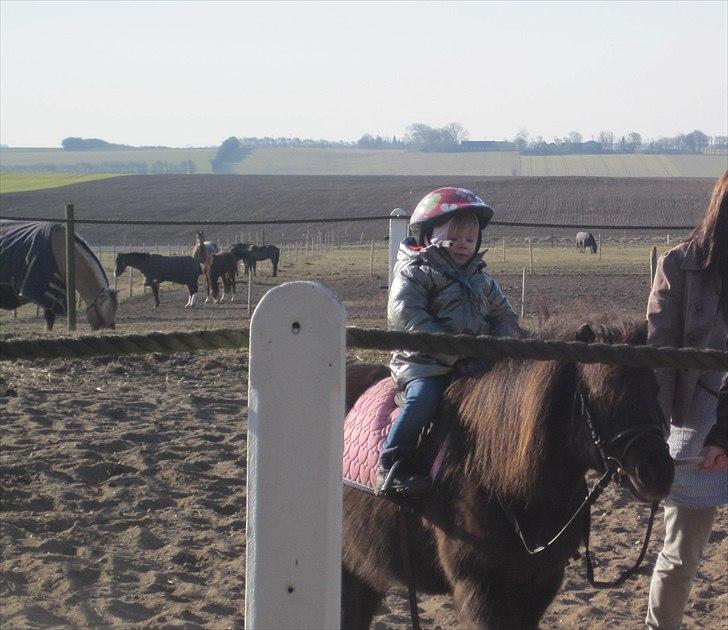 Shetlænder Beauty - den. 27-3-11 var vi nede i Randers og se vores skønne Beauty. ugen efter hentede vi hende ;O) billede 11