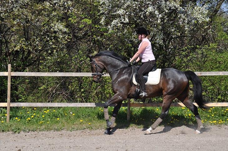 Dansk Varmblod Hoecks Donavan billede 6