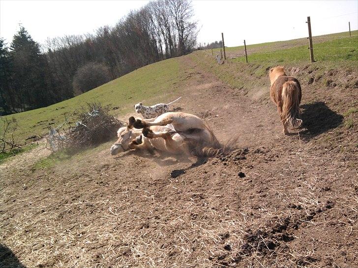 Fjordhest Lady.! "part" - rulle efter en dejlig ride tur i den varme sol!! <33:D billede 9