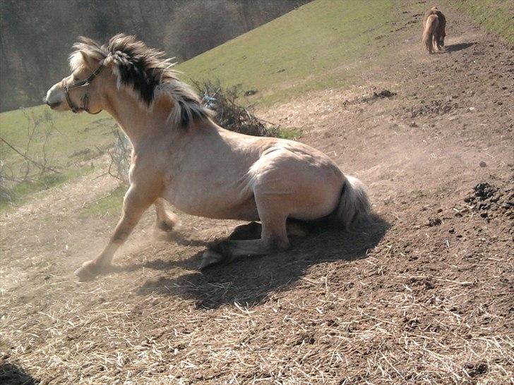 Fjordhest Lady.! "part" - haha<33 billede 10