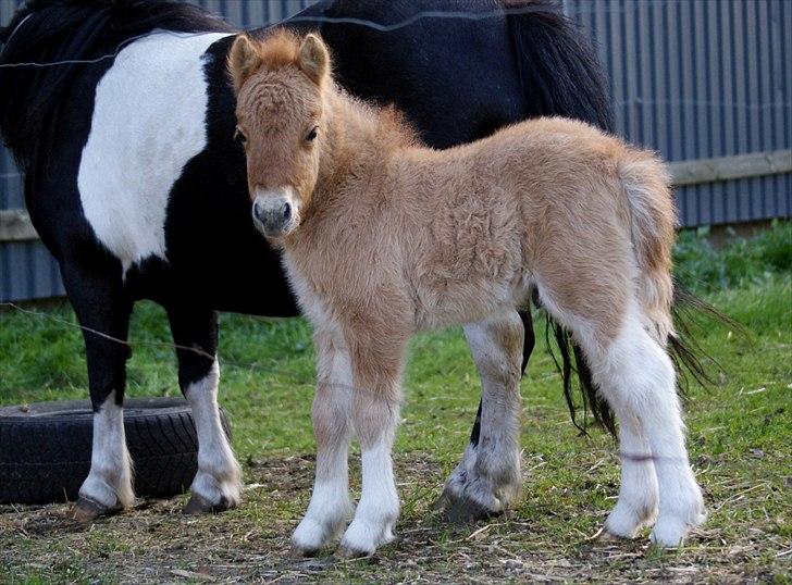 Shetlænder Aladdin af Bjørholm - 1/5-11 Nu er han ved at være foldet helt ud (fotograf: Helena Jørgensen) billede 3