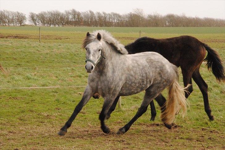 DSP Hibbuhl Sika - næsten 3 år gammel og er glad på fold (læg mærke til farve ændringen på så kort tid!) billede 10