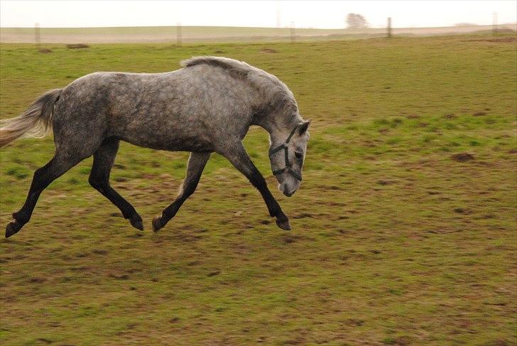 DSP Hibbuhl Sika - fin trav, hovedet lidt dybt He He billede 11