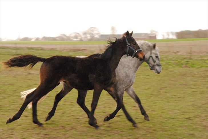 Trakehner Herbstmenuet - 9 mdr! og glad på fold billede 11