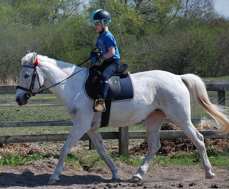 Pinto Araber Charming Lady - Joshua 6 år og Lady  billede 2