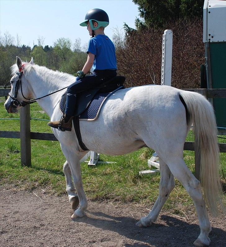 Pinto Araber Charming Lady - Joshua 6 år og Lady  billede 5