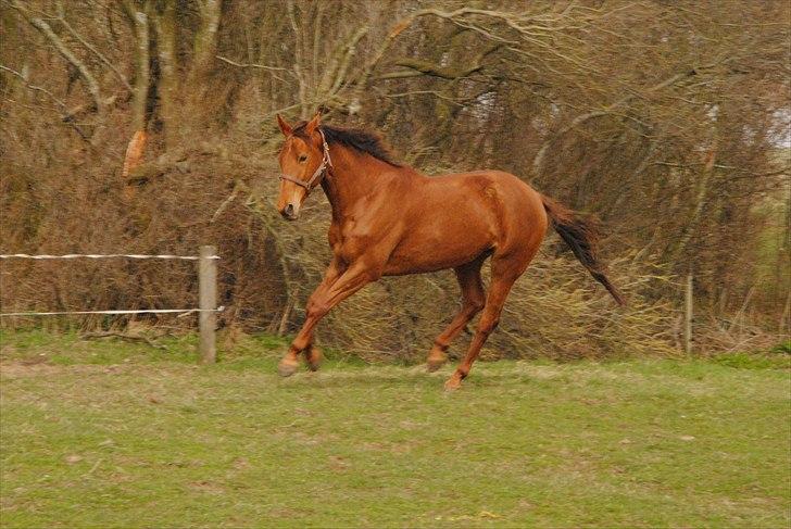 Trakehner Herbstrose - på fold og i godt humør billede 11