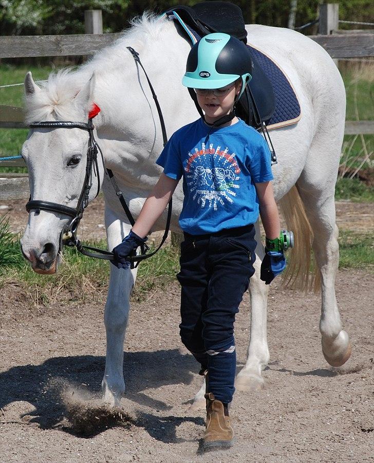 Pinto Araber Charming Lady - Joshua trækker Lady efter en ridetur billede 6