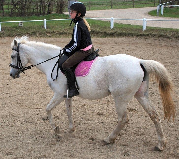 Pinto Araber Charming Lady - Mathilde på Lady billede 11