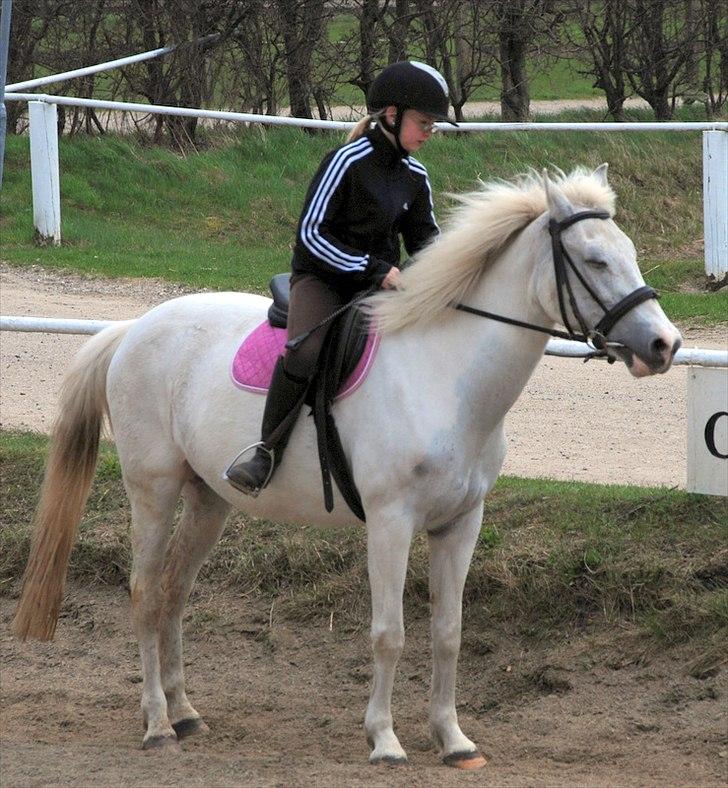 Pinto Araber Charming Lady - Mathilde på Lady billede 12