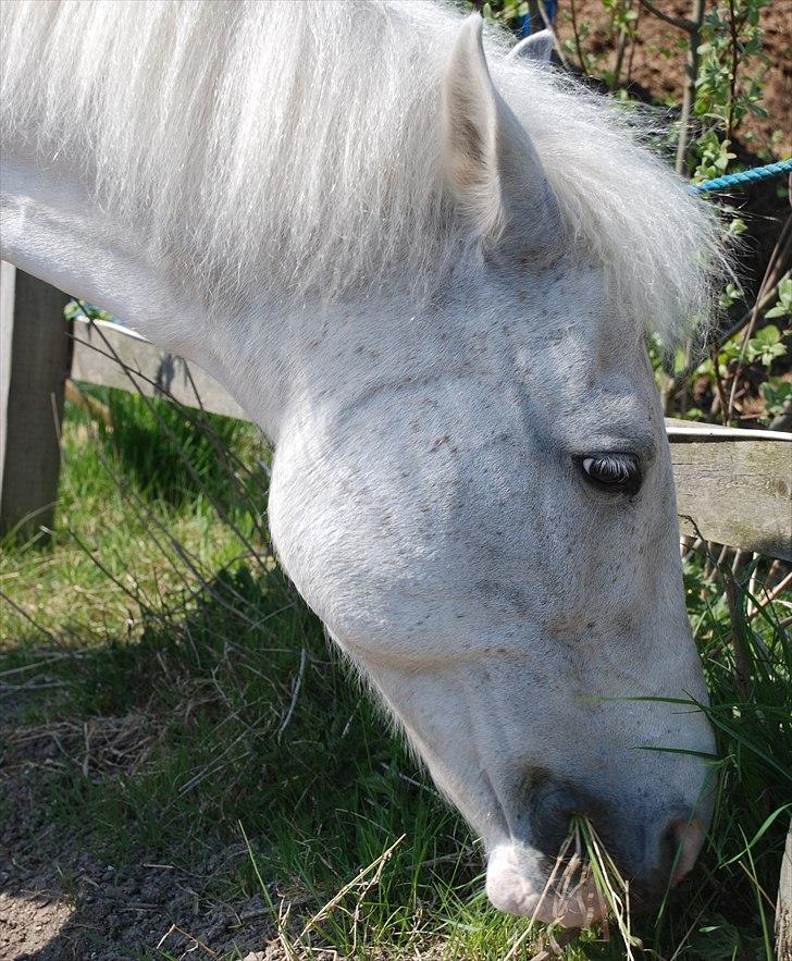Pinto Araber Charming Lady - mmmm...græs billede 13