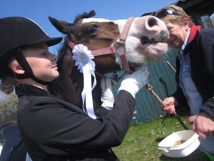 Welsh Mountain (sec A) Sunshine ~ Træner :-*. billede 4