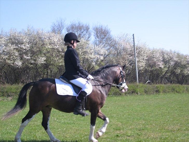 Welsh Mountain (sec A) Sunshine ~ Træner :-*. billede 5