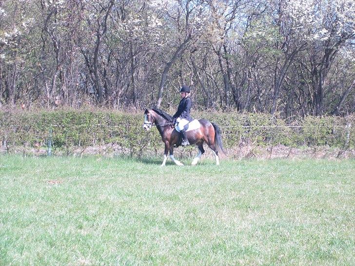 Welsh Mountain (sec A) Sunshine ~ Træner :-*. billede 6