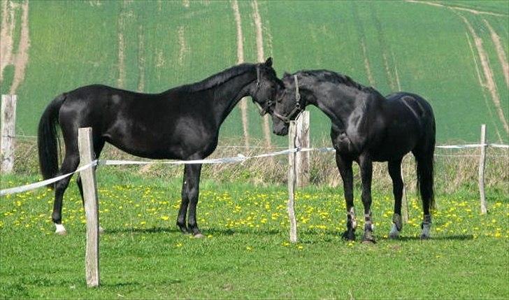 Trakehner Medina billede 5