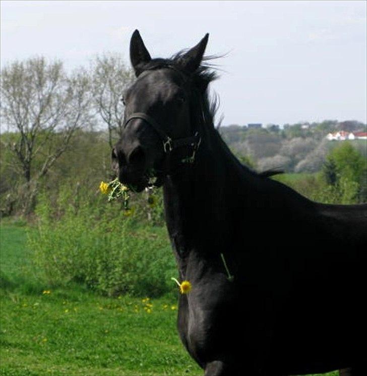 Trakehner Medina billede 6