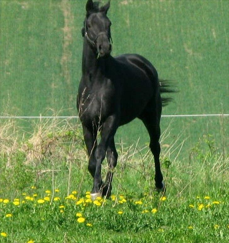 Trakehner Medina billede 7