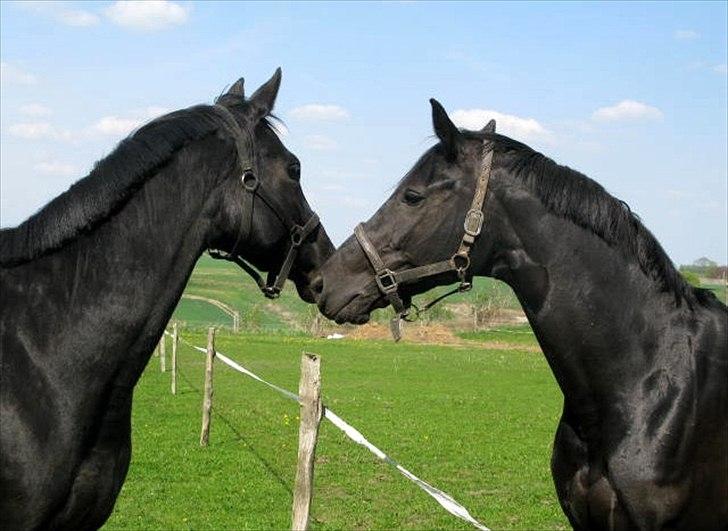 Trakehner Medina billede 8