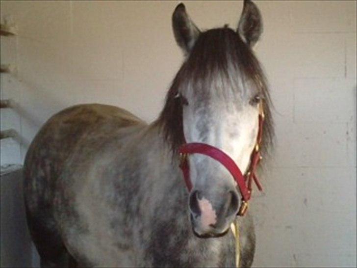 Anden særlig race Pink Lady <3 savnet   - da hun lige hvar kommet til KBK hun kiggede meget omkring:)<3 billede 2