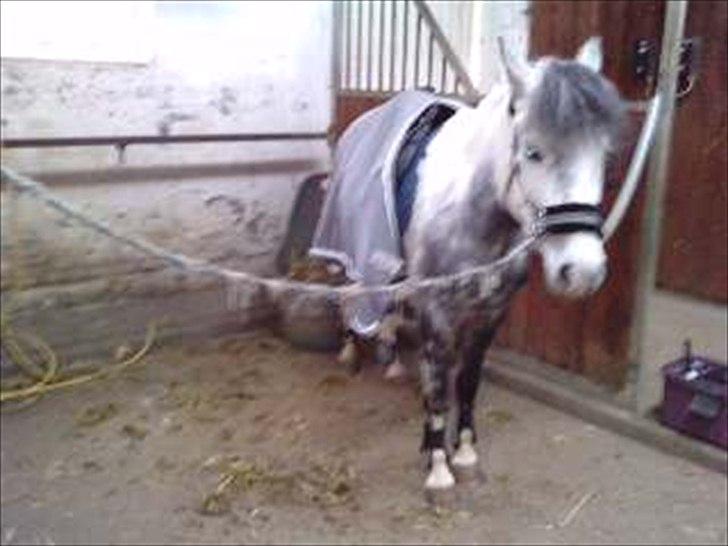 Anden særlig race Pink Lady <3 savnet   - Lady med marikas grå udstyr :D hun er meget fin marika:D<3 billede 3