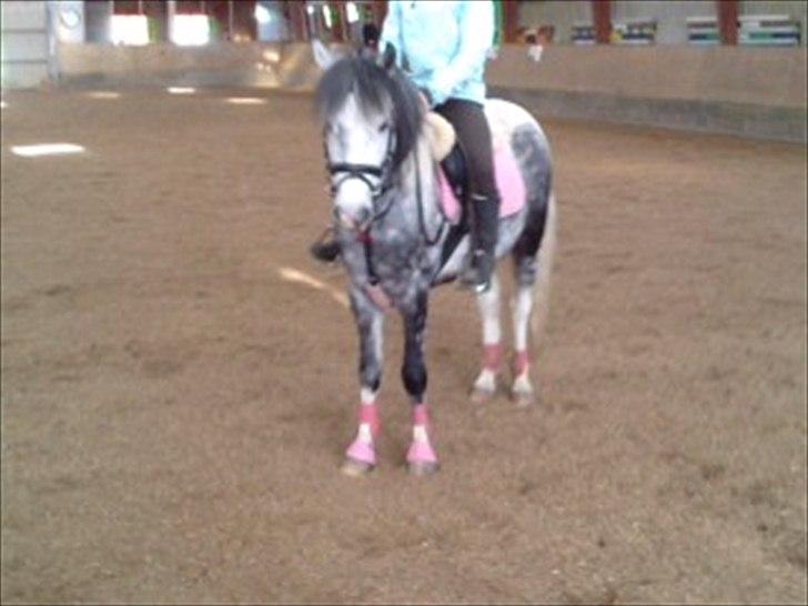 Anden særlig race Pink Lady <3 savnet   - skal til at begynde min ride time hun er så kær<33 billede 7