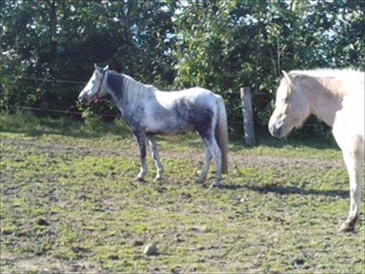 Anden særlig race Pink Lady <3 savnet   - nu kom du endelig laura.kom gaya gå med :D billede 8