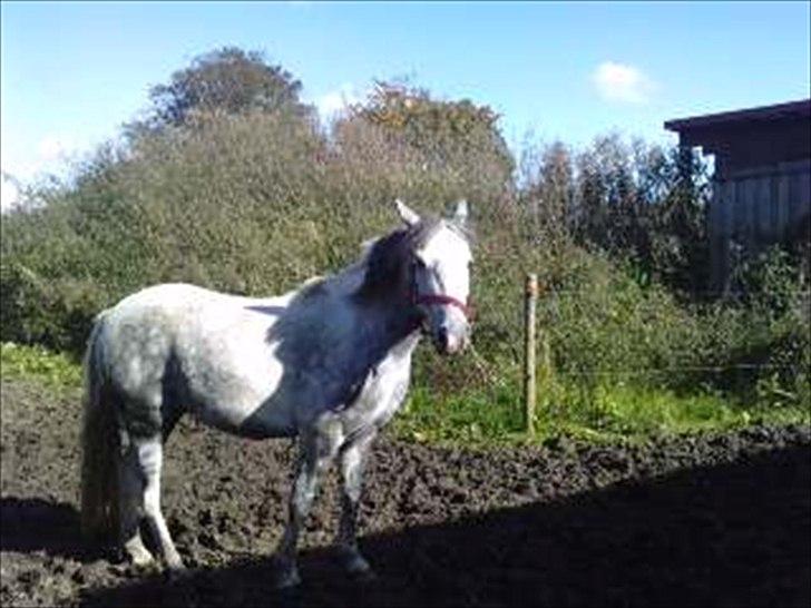 Anden særlig race Pink Lady <3 savnet   - laura kom nu og tag mig ind jeg er klar:D<333 billede 9