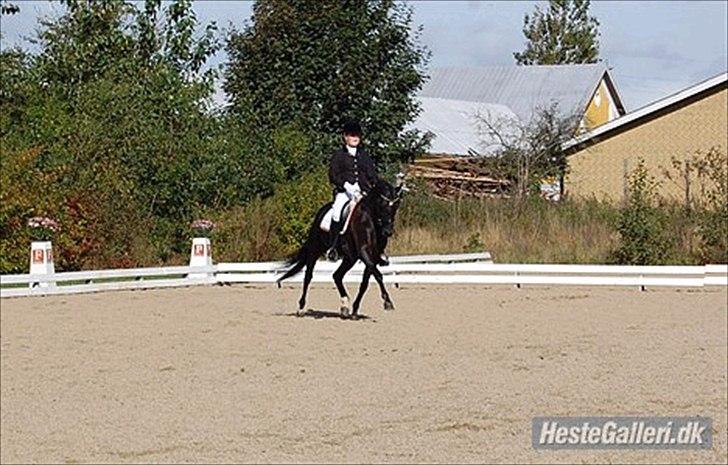 DSP Schermeer´s Hof Anastasia billede 8