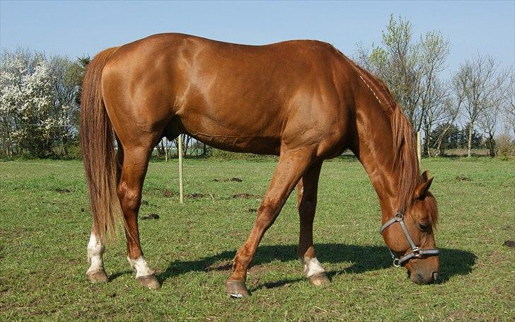 Traver Bounty Toftebjerg - Hygge på folden billede 13