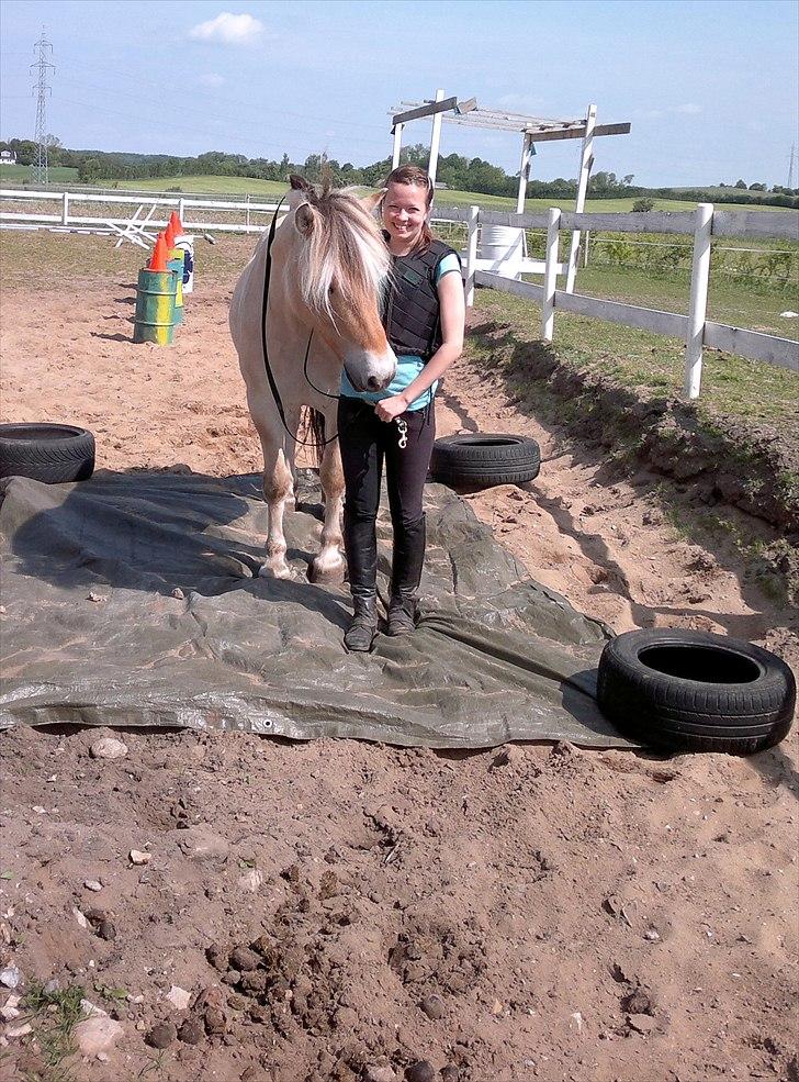 Fjordhest Legolas billede 6
