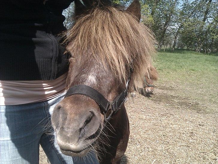 Shetlænder Troels - Min dejlige lille Troels :i billede 1