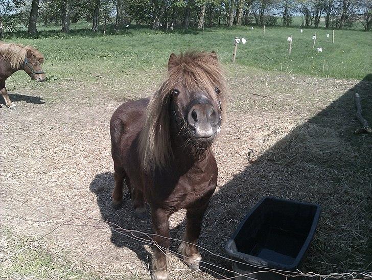 Shetlænder Troels billede 2
