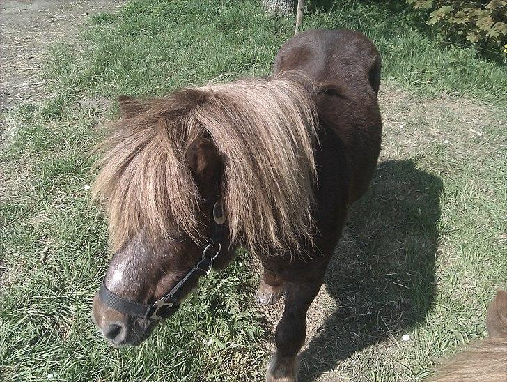 Shetlænder Troels billede 3