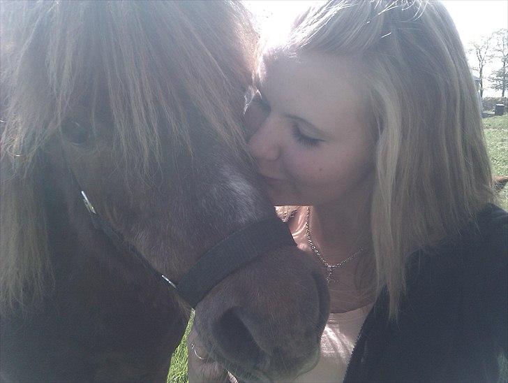 Shetlænder Troels - lilleponiiii<3<3<3 billede 4