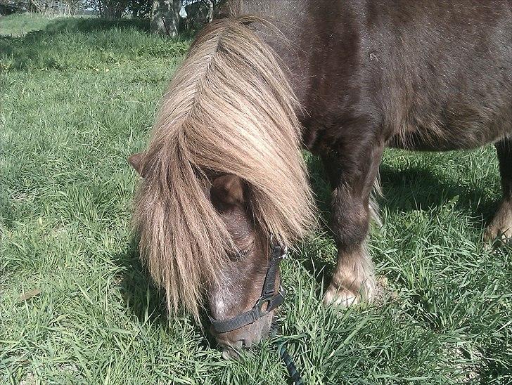 Shetlænder Troels billede 5