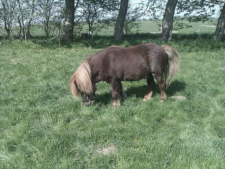 Shetlænder Troels billede 7