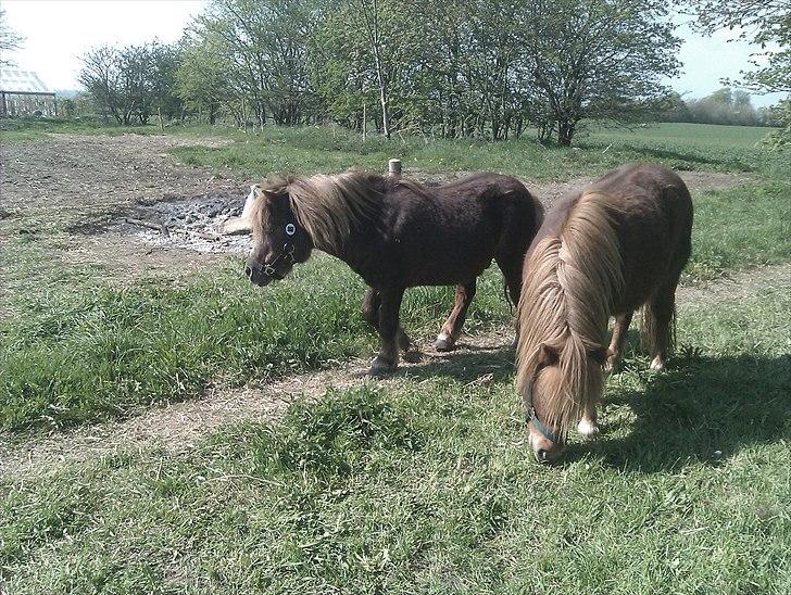 Shetlænder Troels - Far&Søn aka. Troels&Preben<3 billede 8