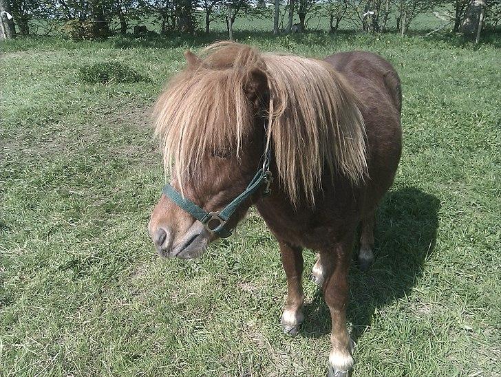Shetlænder Preben - Velkommen til Prebens Profil :D billede 1
