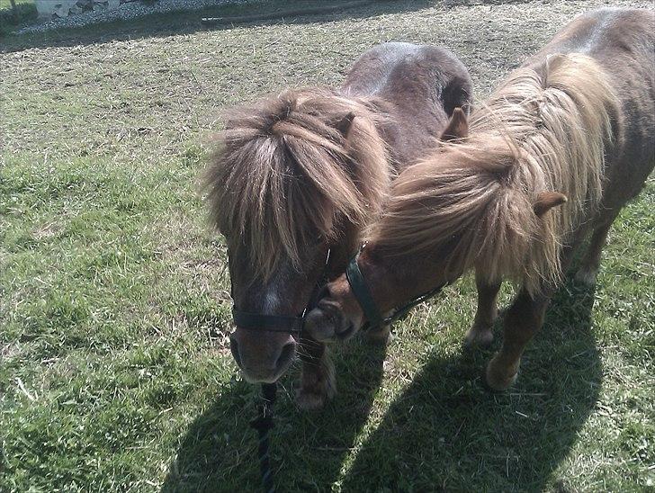 Shetlænder Preben - Far&Søn aka. Troels&Preben<3 billede 2